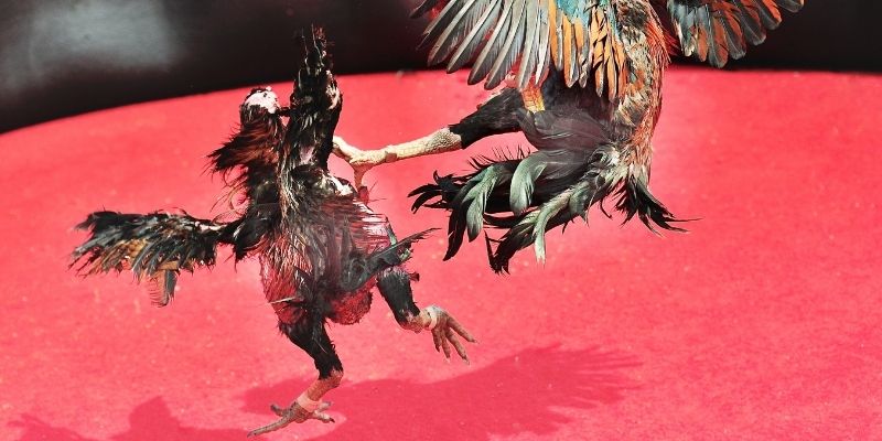 Đá gà cựa sắt tại sân chơi 23win 